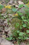 Golden groundsel